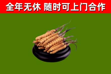 徽州烟酒回收冬虫夏草.jpg